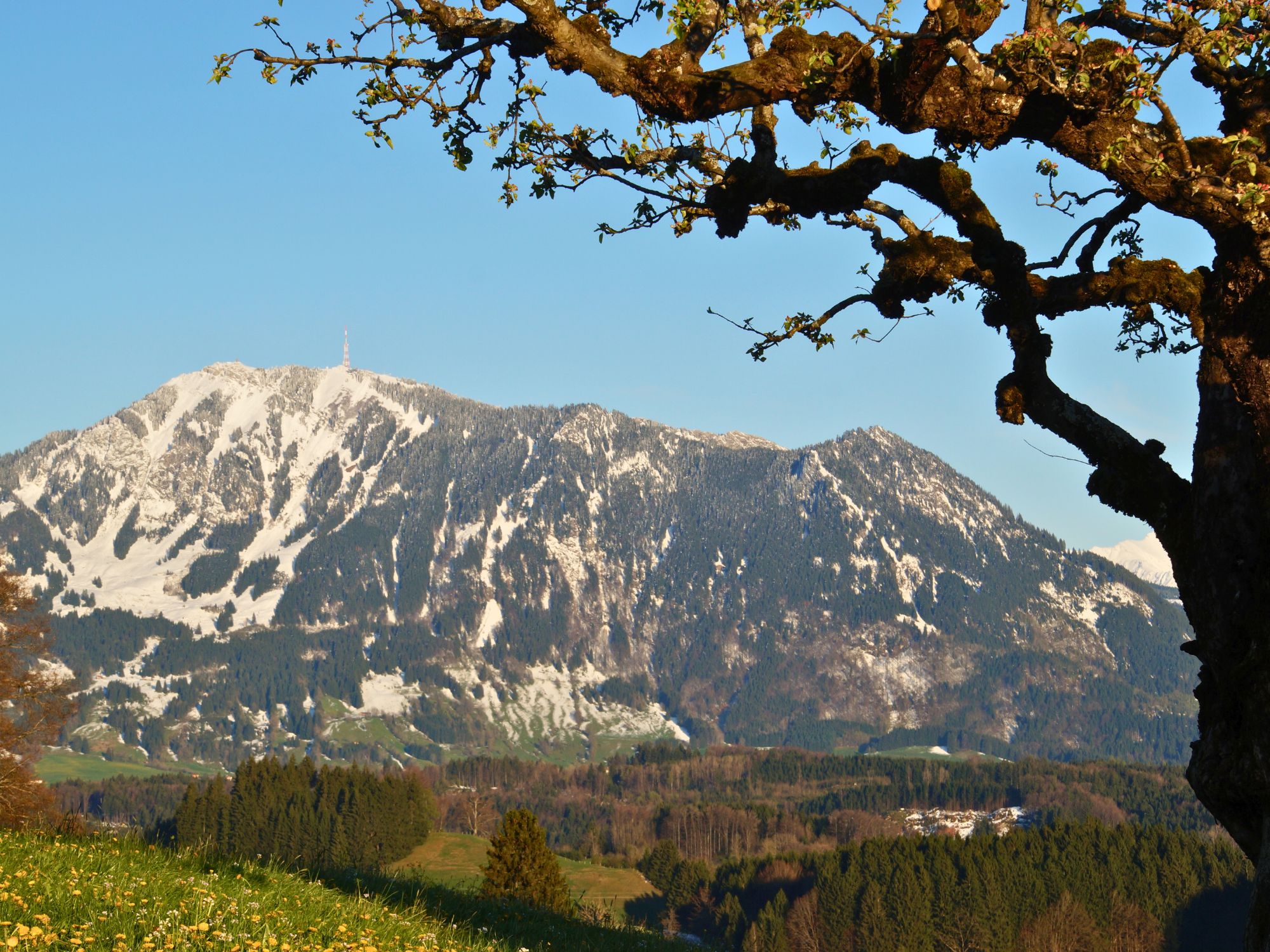 Aussicht vom Ferienhof Eger auf die Allgäuer Alpen bei Immenstadt im warmen Abendlicht