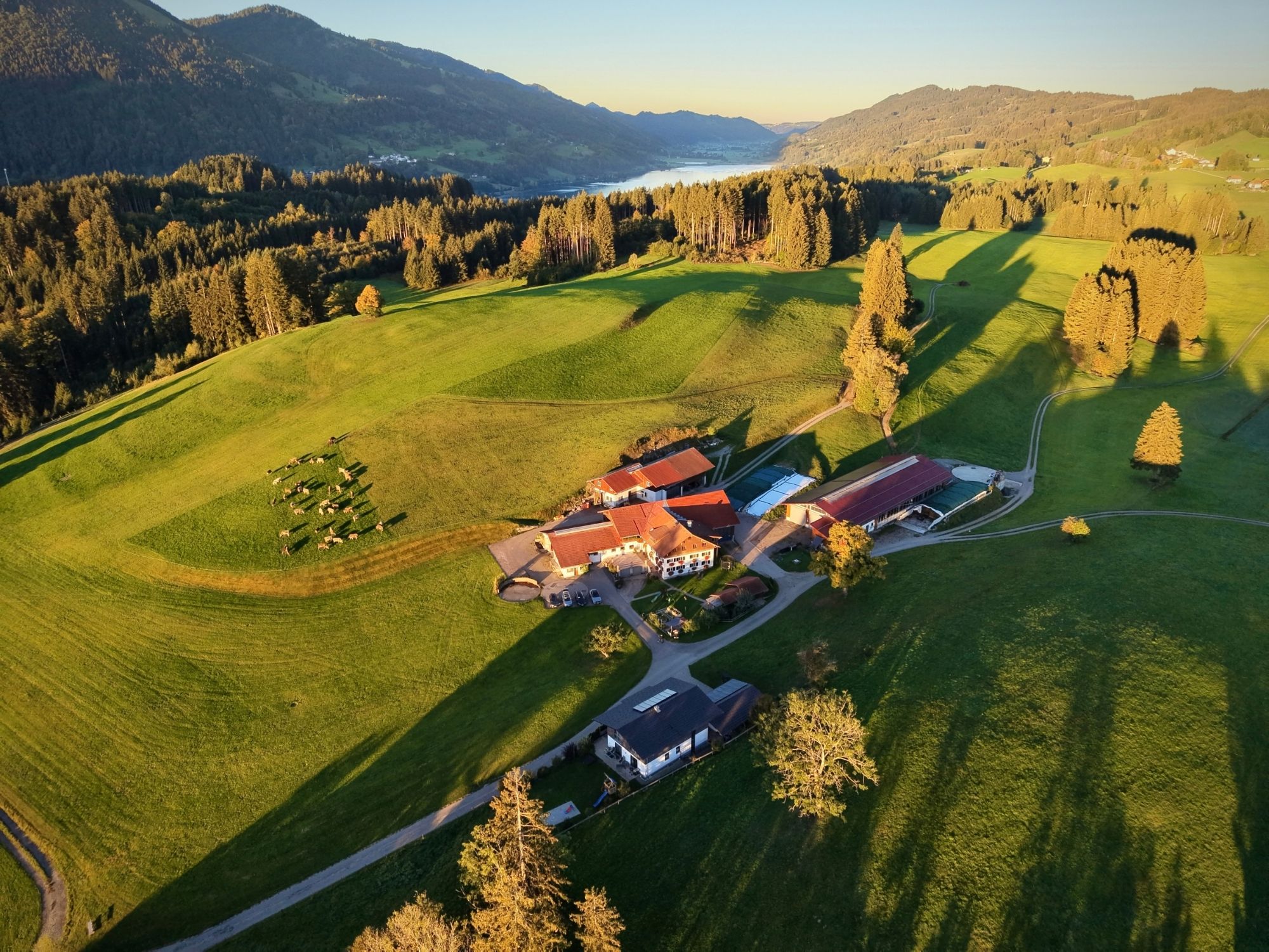 Luftaufnahme vom Ferienhof Eger im Allgäu, umgeben von grünen Wiesen, Wäldern, Bergen und Großer Alpsee