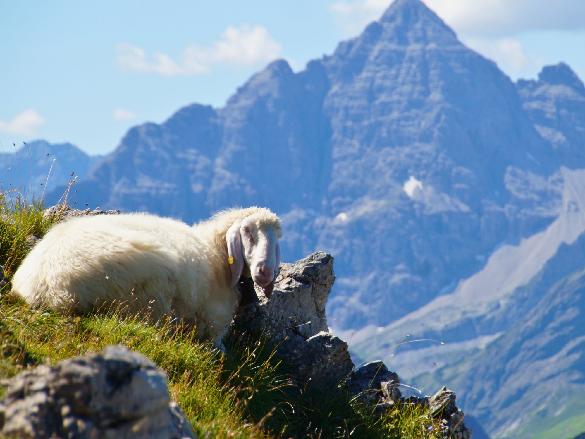 Weißes Schaf auf einer Almwiese mit Blick auf den Hochvogel in den Allgäuer Alpen – aufgenommen Umgebung Ferienhof Eger