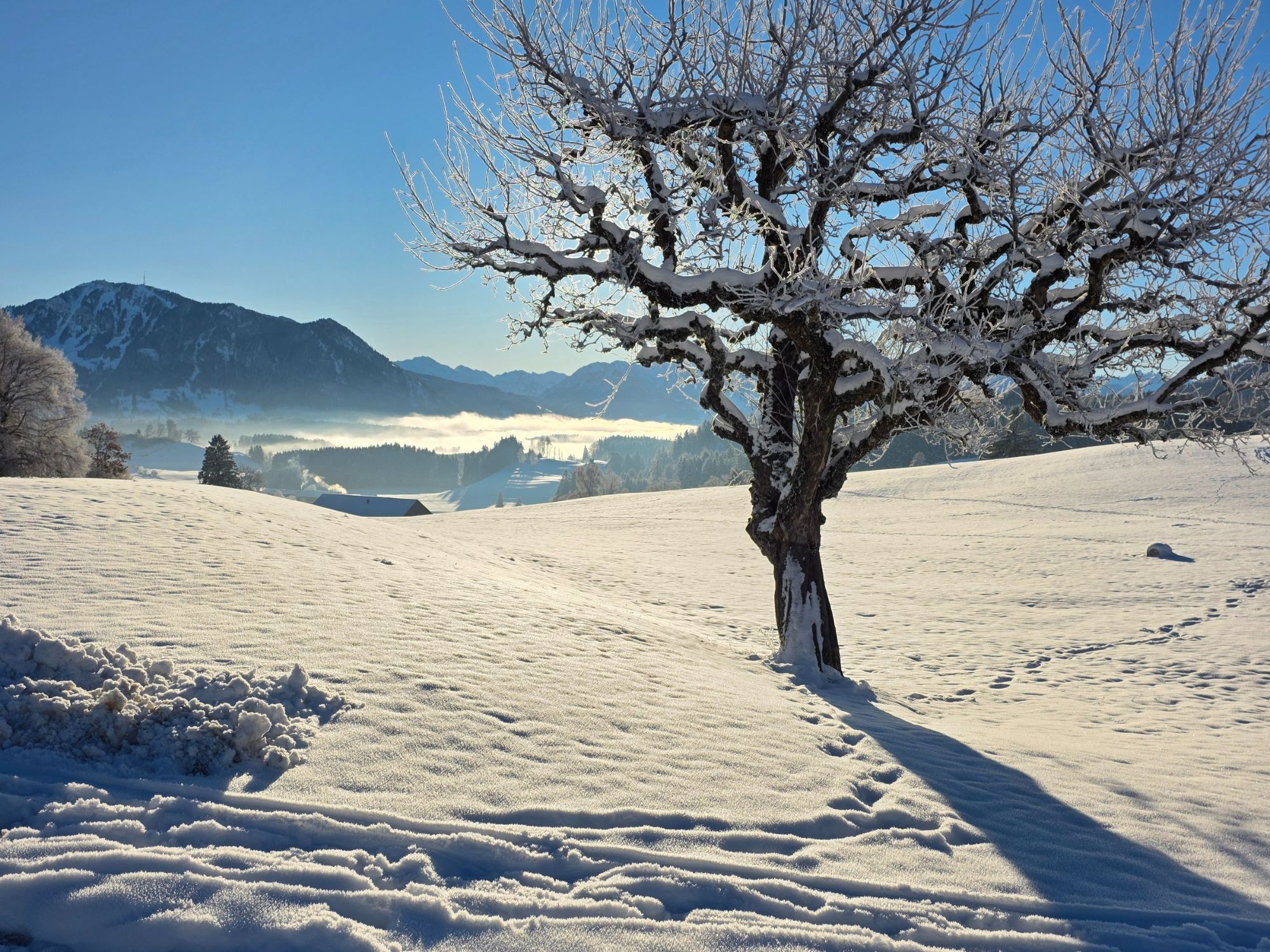 Verschneite Winterlandschaft mit Bergpanorama und Baum nahe dem Ferienhof Eger in Immenstadt im Allgäu