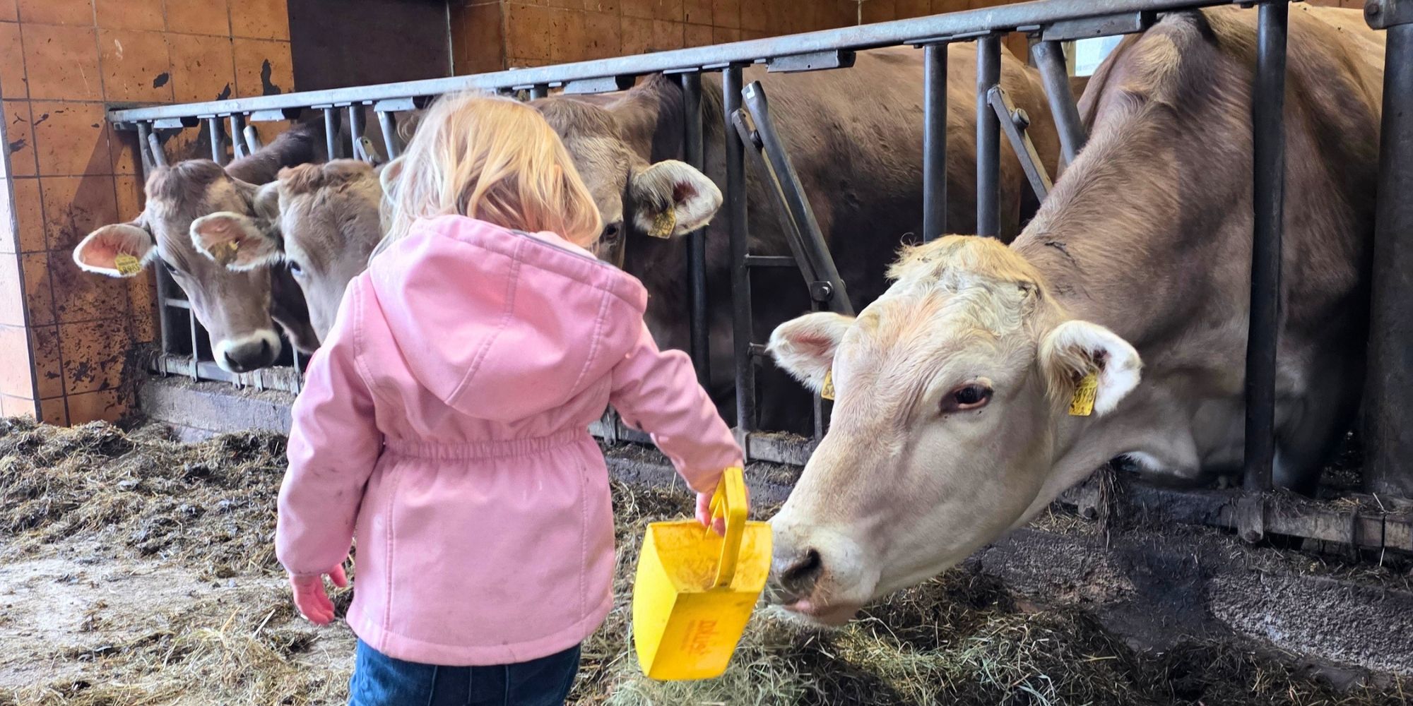 Kind füttert Kühe im Stall – Urlaub auf dem Bauernhof im Allgäu mit Kindern