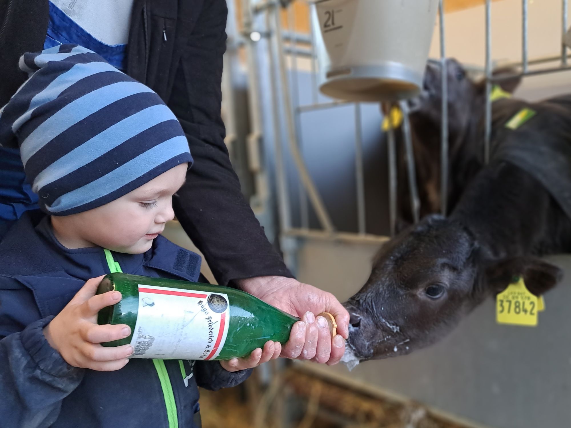 Kleiner Junge füttert ein Kälbchen mit der Flasche auf dem Ferienhof Eger – unvergessliches Erlebnis für Kinder im Bauernhofurlaub