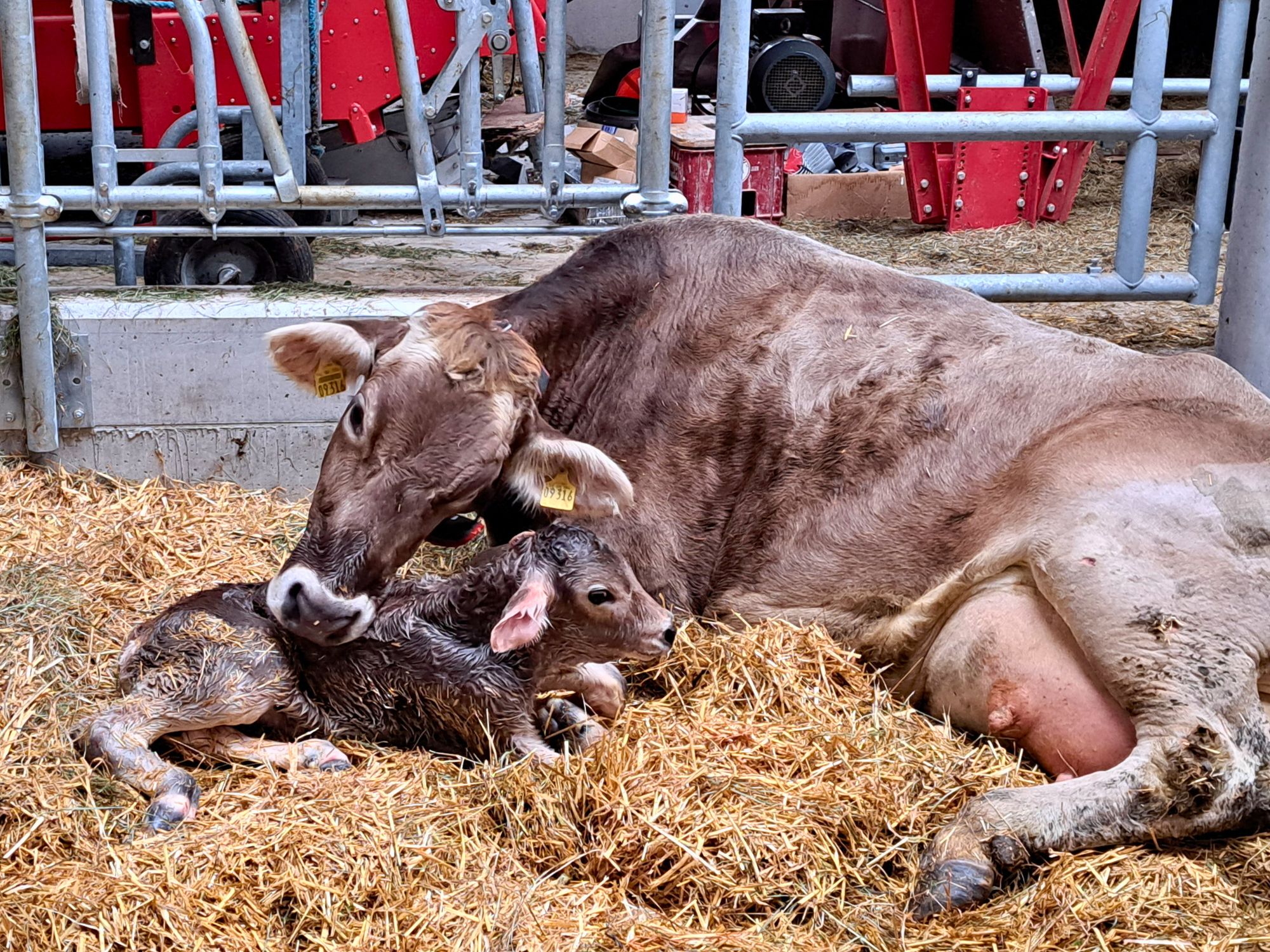 Kuh leckt ihr neugeborenes Kalb im Stall des Ferienhofs Eger – hautnah dabei beim Wunder des Lebens auf dem Bauernhof