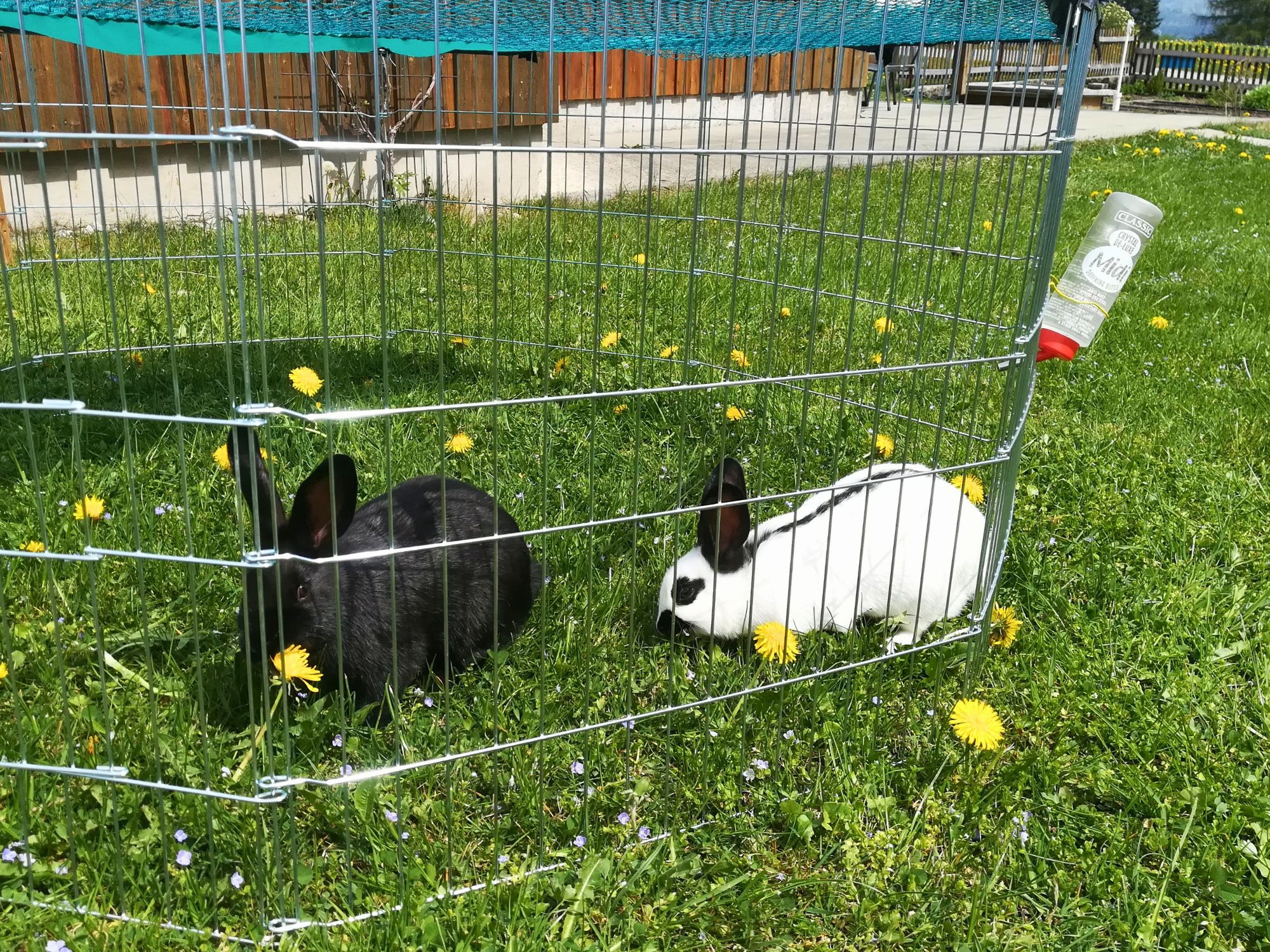 Die beiden Kaninchen Lucky und Balu im Gehege auf dem Ferienhof Eger – hautnaher Tierkontakt beim Familienurlaub im Allgäu