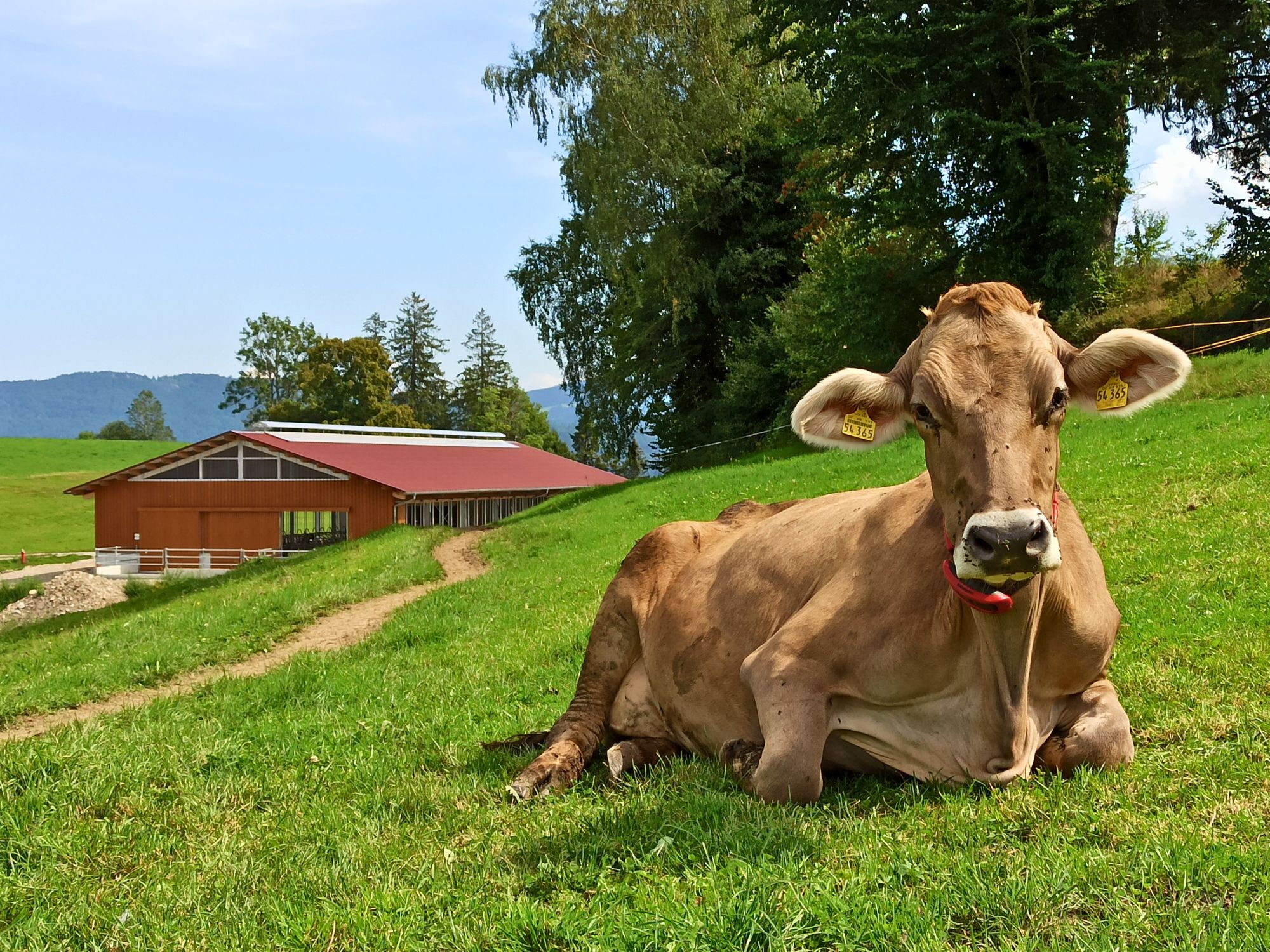 Unsere Kuh Diva liegt entspannt auf der Weide vor dem Ferienhof Eger – Liebling aller Kinder und Herzstück des Hofs