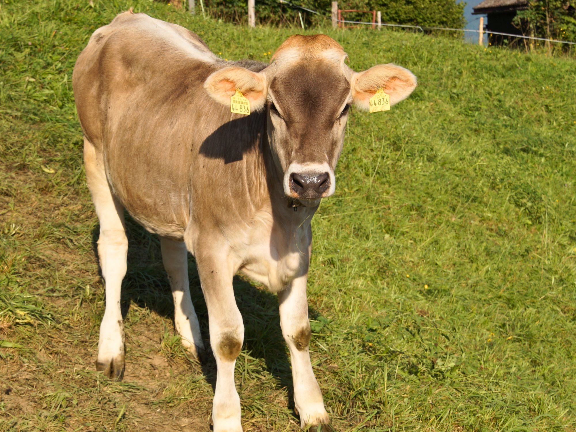 Kälbchen auf grüner Weide am Ferienhof Eger – ruhiger Bauernhofurlaub in den Allgäuer Alpen mit Nähe zu Tieren und Natur