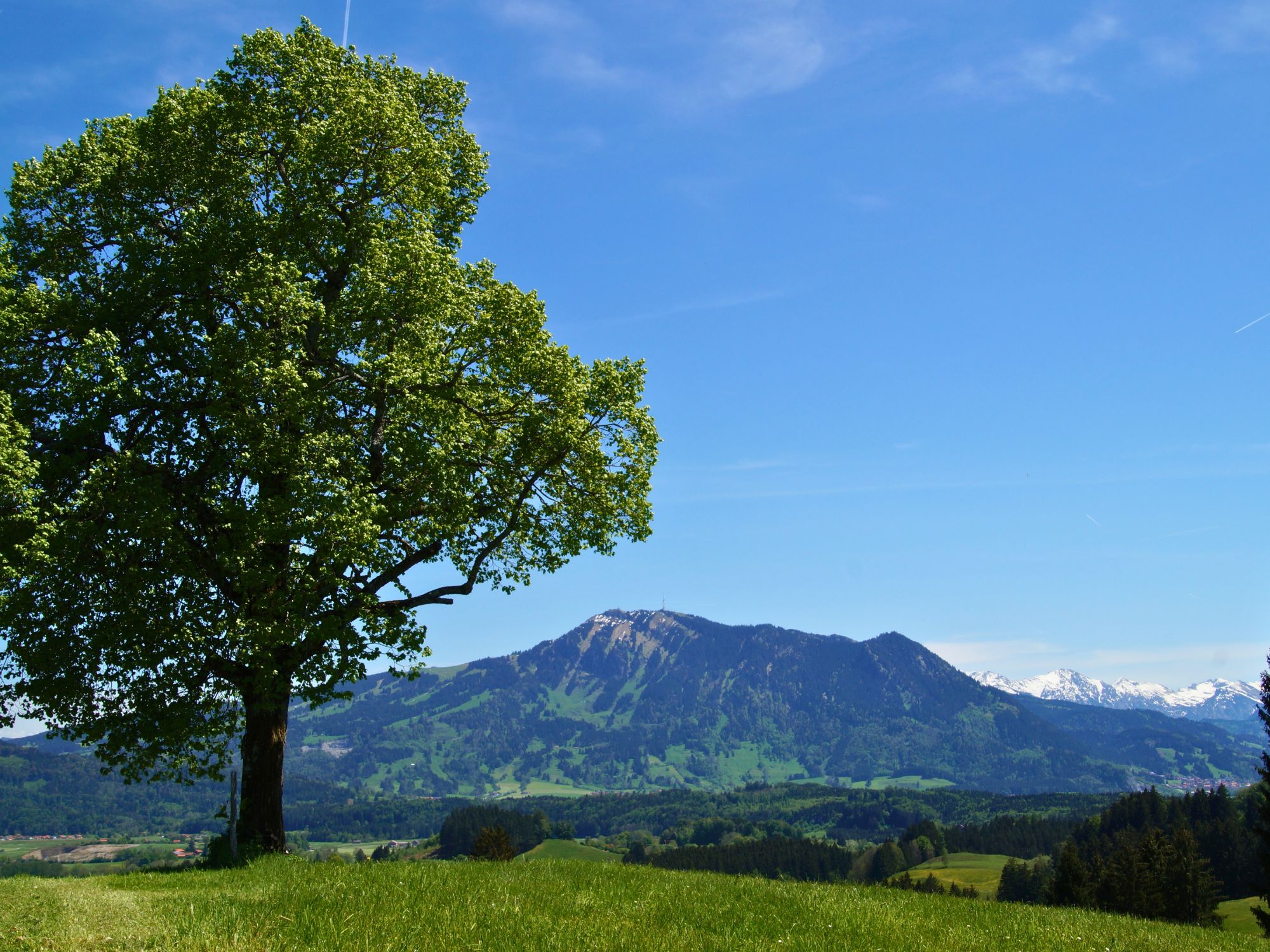 Aussicht von der Linde auf den Grünten im Allgäu – weite Wiesen, ruhige Natur und klare Sicht auf den Hausberg bei Immenstadt