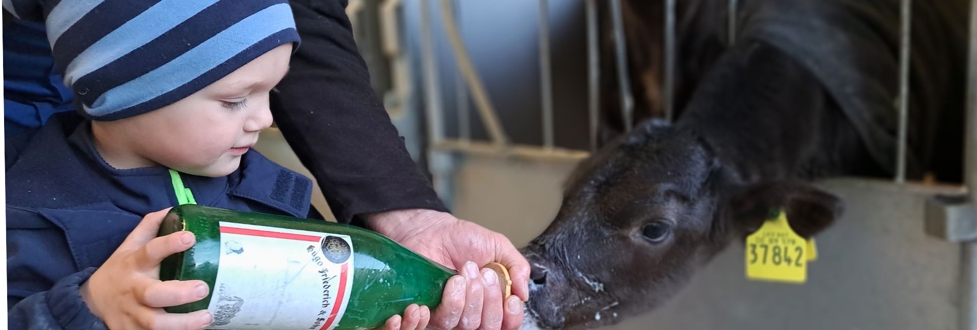 Kleiner Junge füttert ein Kälbchen mit der Flasche auf dem Ferienhof Eger – unvergessliches Erlebnis für Kinder im Bauernhofurlaub